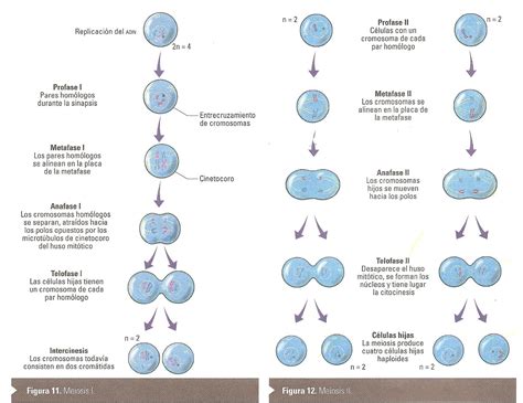 Planeta Verde Fases Meiosis The Best Porn Website