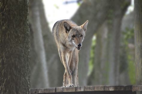 Coyotes In Florida Are Here To Stay Bay Soundings