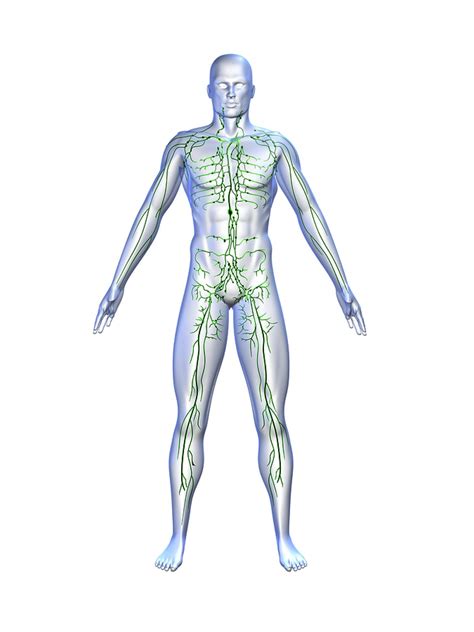 The lymphatic system parallels the cardiovascular system (see the images below). Le Drainage Lymphatique - Qu'est-ce que c'est?