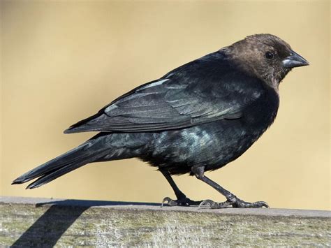 Brown Headed Cowbird Celebrate Urban Birds