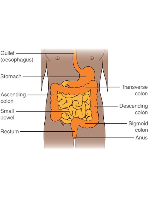 Gastrointestinal Stromal Tumours Gists Cancer Information