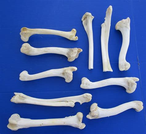 10 Piece Bulk Lot Of Authentic Whitetail Deer Leg Bones For Taxidermy