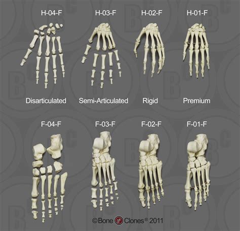 Human Adult Female Foot Articulated Premium Flexible Bone Clones