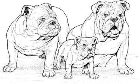 If you love bulldogs, you're not alone. English Bulldogs with Puppy coloring page | Free Printable ...