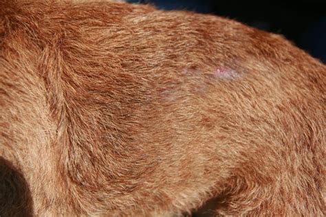 Demodex Injae Dermatitis In Dogs Vet Practice Support