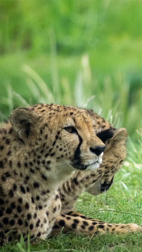 Download Wallpaper 800x1420 Cheetah Animal Big Cat Predator Grass