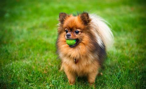 Shipping cost depends on origin, destination, service, package weight, and other considerations. How Much Do Pomeranians Cost? Factors That Influence Price.