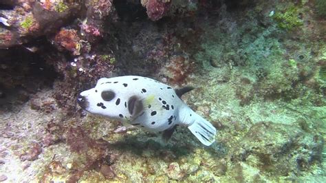 Black Spotted Pufferfish Or Blowfish Arothron Nigropunctatus Youtube