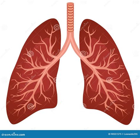 Pulmones Diagrama Humano Del Organo Interno Ilustracion Del Vector Images