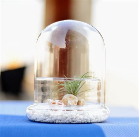 As long as plenty of air can air plants in hot, dry areas may need to be watered more frequently. glass dome bell jar air plant terrarium by dingading ...