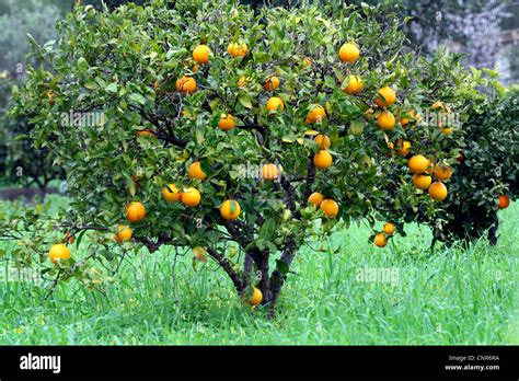 Orange Trees Mallorca Banque De Photographies Et Dimages à Haute