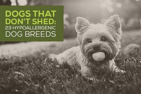 Dogs That Don T Shed 23 Best Hypoallergenic Dogs Artofit
