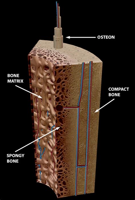 Take a peek at some of our favorites. In The Diagram Where Is The Osteon - Atkinsjewelry