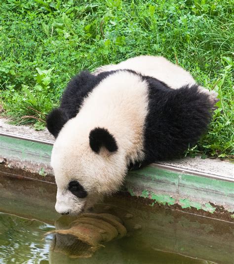 Fu Hu Le Panda Du Zoo De Vienne Part Aujourdhui Pour La Chine