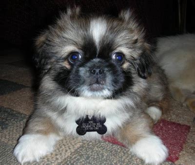 Chihuahua pekingese mix is a very small sized dog, quite strong. Cute Dogs: Black Pekingese Dog