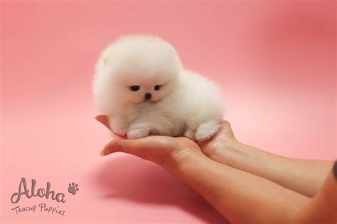 Puppies Cute Pink Teacup Pomeranian Pets Lovers
