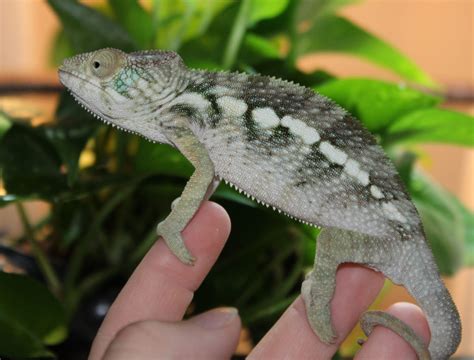 Our baby ambilobe panther chameleons are hanging out on the dream catcher while we clean their containers. Female Juvenile Ambilobe Panther Chameleon For Sale ...