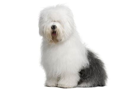 Old English Sheepdog Pictures American Kennel Club