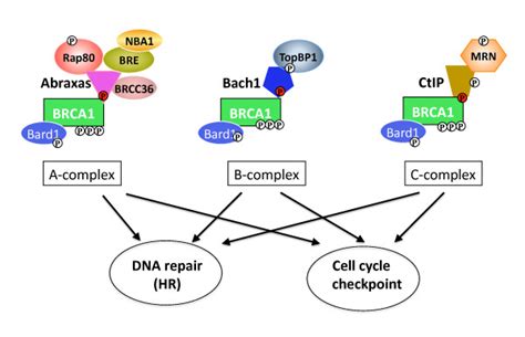 A B And C Complex Of Brca1 Contributes To Brca1s Role In Cell Cycle