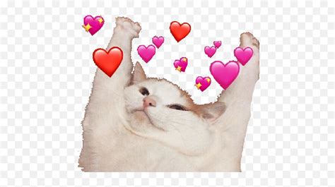 Love Heart Emoji Meme Cat
