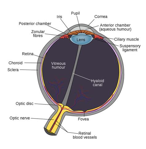 Human Eye Diagram Human Body Pictures And Images Science For Kids