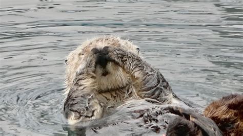 Sea Otter Wnursing Pup Youtube