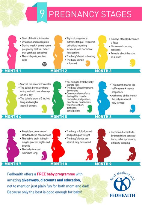 the stages of pregnancy