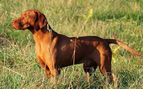 Hungarian Vizsla Puppies Breed Information And Puppies For Sale