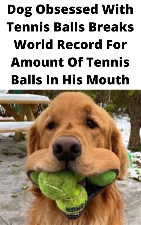 Dog Obsessed With Tennis Balls Breaks World Record For Amount Of Tennis