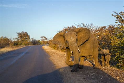 African Bush Elephant In Kruger National Park South Africa Stock Image