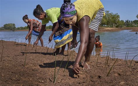 Préserver Les Mangroves De Madagascar Wwf France