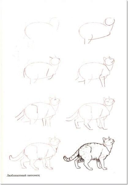 Мои закладки Иллюстратор Эскизы животных Рисунок животных