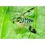 Green Long Legged Fly  Austrosciapus Connexus