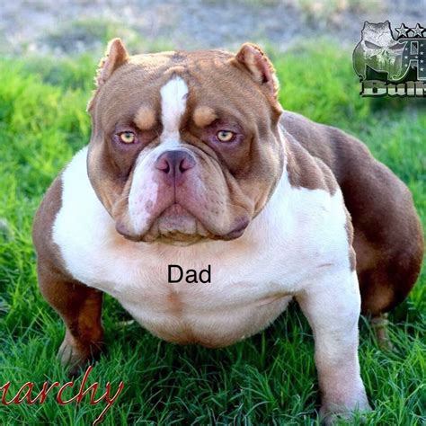 It was bred with the loyalty of pitbulls in mind. American Bully Puppies For Sale | Modesto, CA #287105