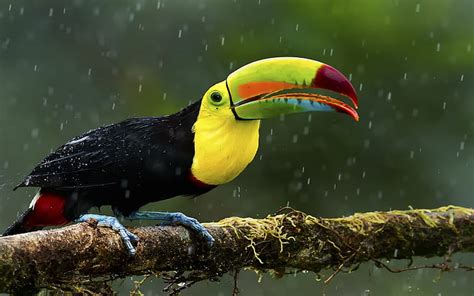 Hd Wallpaper Toucan Colorful Exotic Birds Colorful Beak Yellow Black