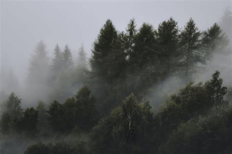 Wallpaper Forest Mist Landscape 3376x2250 Tastyykilla 1847369