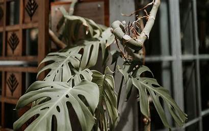 Monstera Plant Exotic Tropical 4k Decorative Ultra