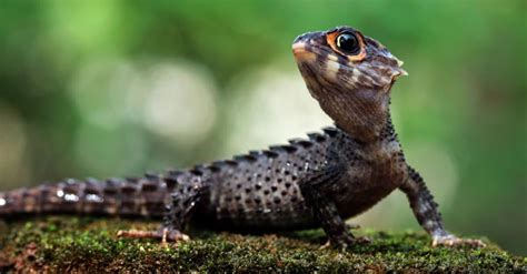 Skink Lizard Animal Facts A Z Animals