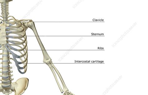 The Bones Of The Upper Limb Stock Image F0016178 Science Photo