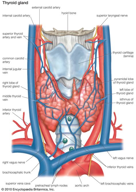 Thus, the anatomy of bones, joints and ligaments is studied topographically, as the bones of the; Thyroid gland | anatomy | Britannica