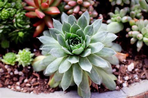Succulent Plants Make A Lovely Addition To Your Home