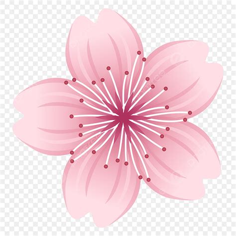 Spring Cherry Blossoms Vector Art Png Pink Cherry Blossom Spring