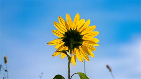 Download Wallpaper 3840x2160 Sunflower Flower Petals Yellow Field