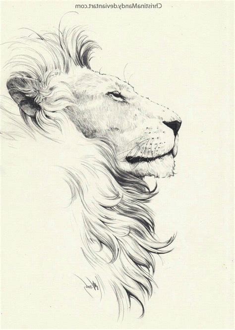 Pin By Mateusz Chrustowski On Aleatoriedades Lion Drawing Lion