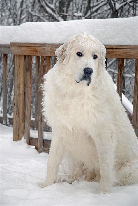 Snowy Day Pyrenees Love The Snow Great Pyrenees Dog Livestock