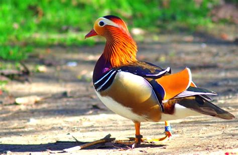 Mandarin Duck Description Habitat Image Diet And Interesting Facts