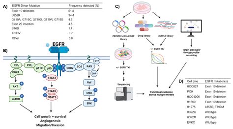 Cells Free Full Text Emerging Molecular Dependencies Of Mutant Egfr