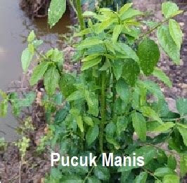 Check spelling or type a new query. Anim Agro Technology: KHASIAT HERBA - CEKUR MANIS