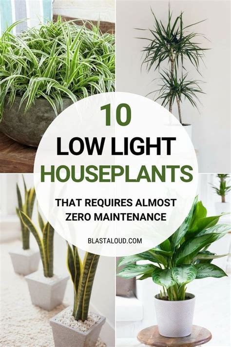 10 Low Light Houseplants You Wont Be Able To Kill