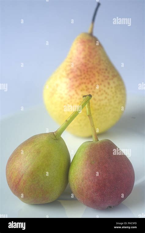 Small Pears Local Cultivar Stock Photo Alamy